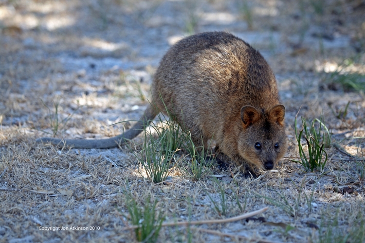 Quokka